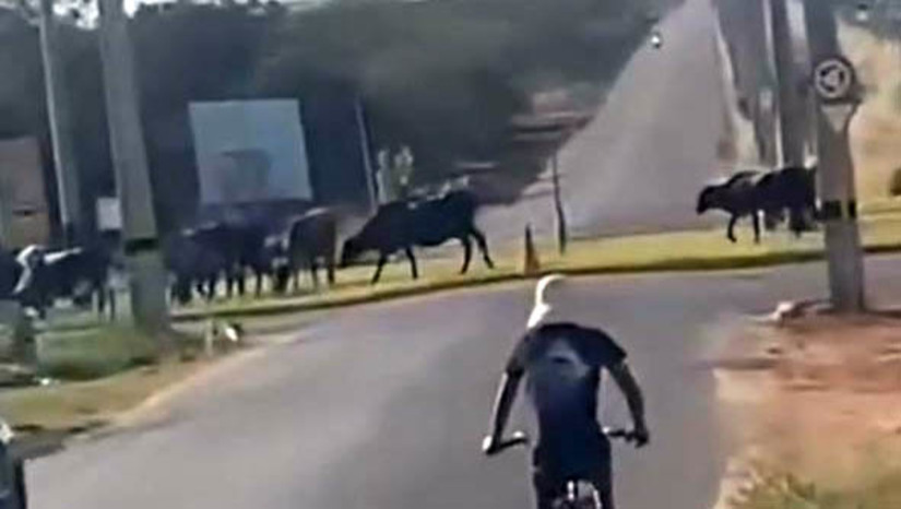 Imagem 1 - Motorista oferece recompensa de R$ 3 mil para quem encontrar 8 novilhas perdida, em Mossoró. Os animais de Caio Mendes fugiram de seu cercado, no Assentamento Sol Nascente, enquanto ele estava viajando à trabalho. Dois deles conseguiram retornar para casa, mas ainda há 8 desaparecidos. Segundo Caio, a última vez que as novilhas foram vistas, foi na sexta-feira (15), próximo ao condomínio Quintas dos Lagos e, mais tarde, próximo ao Alphaville. O motorista está oferecendo uma recompensa de R$ 3 mil para quem ajudar a localizar o gado. Quem souber qualquer informações sobre eles, pode entrar em contato pelo número (84) 99602-1915, falar com Caio Mendes. Imagem 1 - Motorista oferece recompensa de R$ 3 mil para quem encontrar 8 novilhas perdida, em Mossoró. Os animais de Caio Mendes fugiram de seu cercado, no Assentamento Sol Nascente, enquanto ele estava viajando à trabalho. Dois deles conseguiram retornar para casa, mas ainda há 8 desaparecidos. Segundo Caio, a última vez que as novilhas foram vistas, foi na sexta-feira (15), próximo ao condomínio Quintas dos Lagos e, mais tarde, próximo ao Alphaville. O motorista está oferecendo uma recompensa de R$ 3 mil para quem ajudar a localizar o gado. Quem souber qualquer informações sobre eles, pode entrar em contato pelo número (84) 99602-1915, falar com Caio Mendes.
