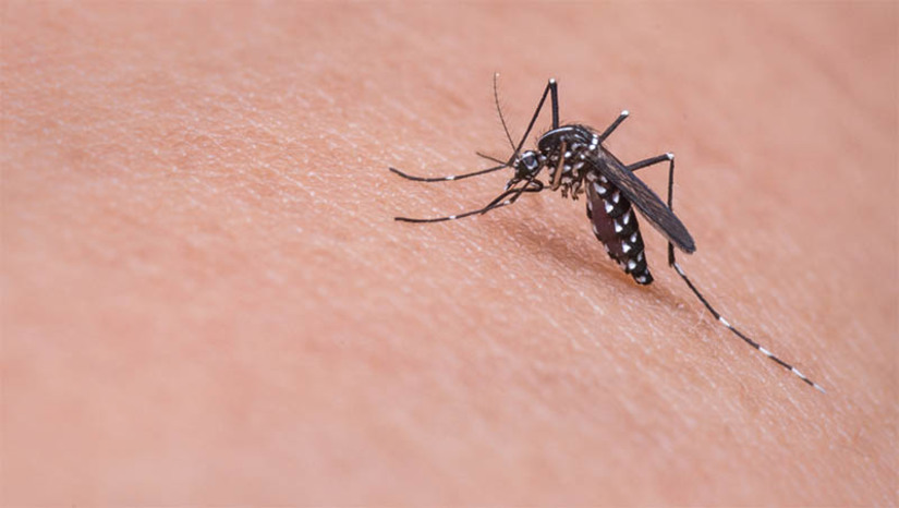 Imagem 1 - Incidência de dengue, chikungunya e zika no RN segue abaixo dos números de 2022. Os dados sobre a ocorrência das arboviroses no estado estão detalhados no novo Boletim Epidemiológico publicado pela Secretaria de Estado da Saúde Pública (Sesap). O trabalho, que é articulado pela Subcoordenadoria de Vigilância Epidemiológica (Suvige), é referente até o dia 2 de setembro passado. Até o momento, este ano foram notificados 9.552 casos de dengue, sendo 1.892 confirmados, número bem abaixo dos mais de 8 mil casos confirmados em 2022. Em relação à chikungunya foram 3.070 casos notificados e 484 confirmados. Para zika foram 1.185 notificações e 160 casos confirmados. Imagem 1 - Incidência de dengue, chikungunya e zika no RN segue abaixo dos números de 2022. Os dados sobre a ocorrência das arboviroses no estado estão detalhados no novo Boletim Epidemiológico publicado pela Secretaria de Estado da Saúde Pública (Sesap). O trabalho, que é articulado pela Subcoordenadoria de Vigilância Epidemiológica (Suvige), é referente até o dia 2 de setembro passado. Até o momento, este ano foram notificados 9.552 casos de dengue, sendo 1.892 confirmados, número bem abaixo dos mais de 8 mil casos confirmados em 2022. Em relação à chikungunya foram 3.070 casos notificados e 484 confirmados. Para zika foram 1.185 notificações e 160 casos confirmados.