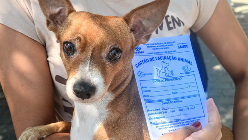 Imagem 1 -  Mossoró terá dez pontos para imunização de cães e gatos contra a raiva na sexta-feira (6).  Além do Centro de Controle de Zoonoses (CCZ), outros nove postos volantes serão disponibilizados à população para a imunização dos animais domésticos, das 8h às 11h. A campanha de vacinação contra a raiva que deveria ter sido finalizada em setembro foi prorrogada até o dia 20 de novembro, devido a baixa cobertura vacinal; confira os pontos.