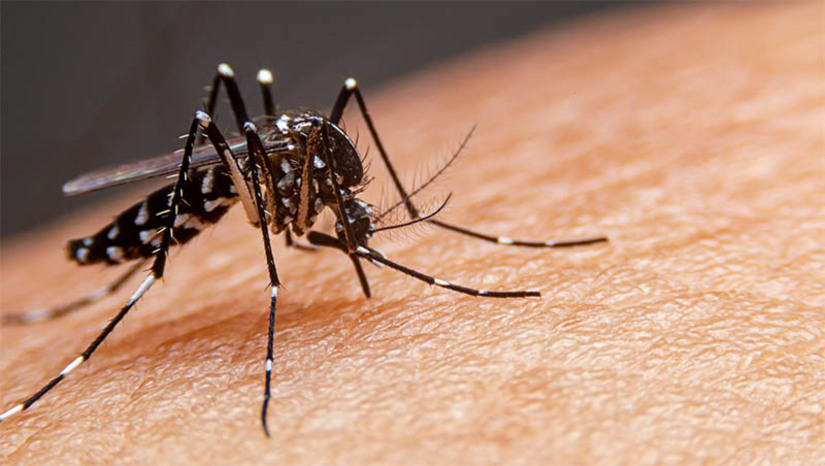 Imagem 1 - Cuidados no combate ao Aedes Aegypti devem ser intensificados com a aproximação do verão. O alerta é da secretaria de saúde pública do Rio Grande do Norte, já que o estado está ser aproximando do início do período de sazonalidade das arboviroses, que acontece entre os meses de novembro e maio. Por meio de medidas simples, é possível evitar a formação de criadouros do mosquito nas residências e locais de trabalho. Assim, é importante observar os locais que possam acumular água parada, como bandeja de bebedouros e de geladeiras, ralos, pias e vasos sanitários sem uso. É recomendado também manter os quintais livres de possíveis criadouros do mosquito. Imagem 1 - Cuidados no combate ao Aedes Aegypti devem ser intensificados com a aproximação do verão. O alerta é da secretaria de saúde pública do Rio Grande do Norte, já que o estado está ser aproximando do início do período de sazonalidade das arboviroses, que acontece entre os meses de novembro e maio. Por meio de medidas simples, é possível evitar a formação de criadouros do mosquito nas residências e locais de trabalho. Assim, é importante observar os locais que possam acumular água parada, como bandeja de bebedouros e de geladeiras, ralos, pias e vasos sanitários sem uso. É recomendado também manter os quintais livres de possíveis criadouros do mosquito.