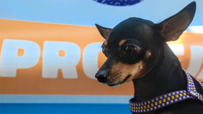Imagem 1 - Veja onde vacinar cães e gatos contra a raiva neste final de semana, em Mossoró. A Prefeitura de Mossoró disponibilizará a vacina antirrábica em locais estratégicos, para quem ainda não imunizou seus animais. Na sexta-feira, a vacinação ocorre das 8h às 11h. Já no sábado, os animais podem ser vacinados das 8h às 12h. A vacinação nos locais e horários estabelecidos pelo Centro de Controle de Zoonoses (CCZ) acontece conforme a disponibilidade de doses, ou seja, até enquanto durar o estoque; veja os pontos. Imagem 1 - Veja onde vacinar cães e gatos contra a raiva neste final de semana, em Mossoró. A Prefeitura de Mossoró disponibilizará a vacina antirrábica em locais estratégicos, para quem ainda não imunizou seus animais. Na sexta-feira, a vacinação ocorre das 8h às 11h. Já no sábado, os animais podem ser vacinados das 8h às 12h. A vacinação nos locais e horários estabelecidos pelo Centro de Controle de Zoonoses (CCZ) acontece conforme a disponibilidade de doses, ou seja, até enquanto durar o estoque; veja os pontos.