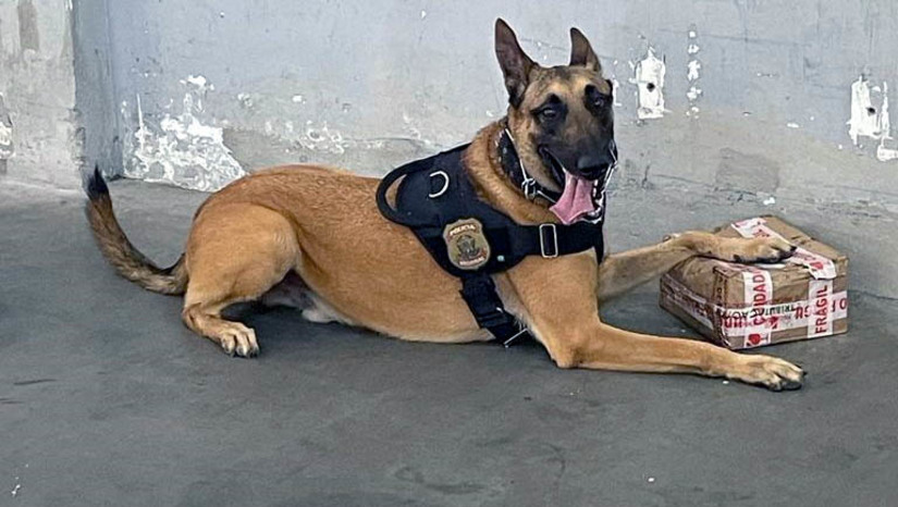 Imagem 1 - Com auxílio de cães detectores PF apreende maconha enviada via Correios para o RN. A apreensão aconteceu nesta quarta-feira (18), no Centro de Tratamento de Cartas e Encomendas da Zona Oeste de Natal. Remetida a partir de duas cidades das regiões Sul e Sudeste do país, o entorpecente chegou ao RN através de encomendas endereçadas para destinatários em Caicó e Natal. A droga foi encontrada graças ao trabalho do trio de cães detectores, Ice, Iron e Kiara, da PF. Imagem 1 - Com auxílio de cães detectores PF apreende maconha enviada via Correios para o RN. A apreensão aconteceu nesta quarta-feira (18), no Centro de Tratamento de Cartas e Encomendas da Zona Oeste de Natal. Remetida a partir de duas cidades das regiões Sul e Sudeste do país, o entorpecente chegou ao RN através de encomendas endereçadas para destinatários em Caicó e Natal. A droga foi encontrada graças ao trabalho do trio de cães detectores, Ice, Iron e Kiara, da PF.