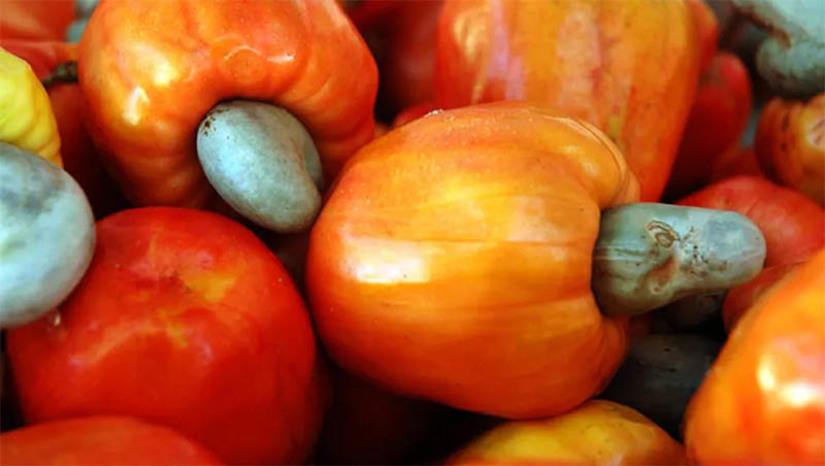 Imagem 1 - Deputada quer que o governo do RN isente de impostos a castanha de caju in natura. Segundo Eudiane Macedo (PV), produtores e comerciantes têm sido prejudicados em razão do produto estar sendo duplamente tributado, tanto na forma in natura, quanto após o seu beneficiamento. Para se aprofundar sobre o assunto, a parlamentar visitou a cidade de João Câmara para conversar com produtores e comerciantes da região. Após isso, ela se reuniu com o secretário da Fazenda do RN, Carlos Eduardo Xavier, para sugerir que o Governo do RN encaminhe um Projeto de Lei à Assembleia Legislativa com o objetivo de isentar a cobrança tributária sobre a castanha de caju in natura. Imagem 1 - Deputada quer que o governo do RN isente de impostos a castanha de caju in natura. Segundo Eudiane Macedo (PV), produtores e comerciantes têm sido prejudicados em razão do produto estar sendo duplamente tributado, tanto na forma in natura, quanto após o seu beneficiamento. Para se aprofundar sobre o assunto, a parlamentar visitou a cidade de João Câmara para conversar com produtores e comerciantes da região. Após isso, ela se reuniu com o secretário da Fazenda do RN, Carlos Eduardo Xavier, para sugerir que o Governo do RN encaminhe um Projeto de Lei à Assembleia Legislativa com o objetivo de isentar a cobrança tributária sobre a castanha de caju in natura.