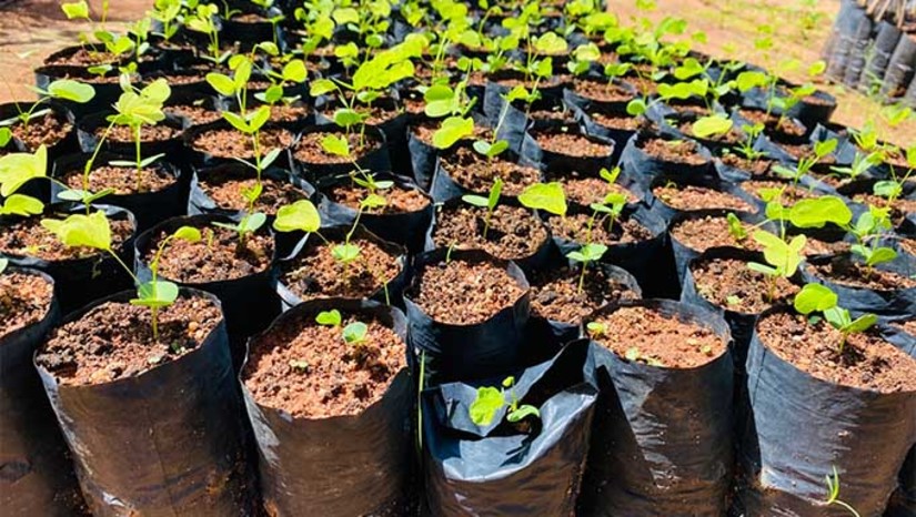 Imagem 1 -  As mudas serão produzidas em viveiros parceiros do projeto. Nos município de Assú e Guamaré, onde serão reflorestados 200 hectares de áreas degradadas, serão produzidas em viveiros parceiros do projeto 200 mil mudas de 48 espécies do Bioma Caatinga.  Essa ação desenvolvida em parceria com a Petrobras contribuirá diretamente para a preservação desse importante Bioma, através da proteção das espécies florestais, manutenção da biodiversidade, proteção dos solos e dos recursos hídricos, a absorção de carbono da atmosfera, combate às mudanças climáticas e ao avanço do processo de desertificação.