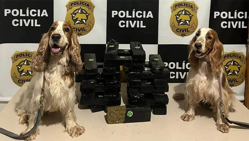 Imagem 1 - Com auxílio de cães farejadores, polícia encontra drogas enterrada em fazenda no RN. Um homem de 45 anos, suspeito de armazenar drogas em sua fazenda, localizada entre os municípios de Patu e Messias Targino, foi preso nesta quinta-feira (14). A polícia civil recebeu informações que ele estaria armazenando drogas em sua fazenda. No local, com o auxílio dos cães farejadores Toby e Bella, foram encontrados e apreendidos 33 tabletes de maconha, os quais estavam enterrados, totalizando 18 quilos. Imagem 1 - Com auxílio de cães farejadores, polícia encontra drogas enterrada em fazenda no RN. Um homem de 45 anos, suspeito de armazenar drogas em sua fazenda, localizada entre os municípios de Patu e Messias Targino, foi preso nesta quinta-feira (14). A polícia civil recebeu informações que ele estaria armazenando drogas em sua fazenda. No local, com o auxílio dos cães farejadores Toby e Bella, foram encontrados e apreendidos 33 tabletes de maconha, os quais estavam enterrados, totalizando 18 quilos.
