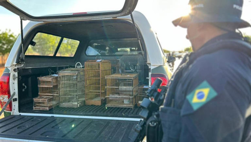 Imagem 1 - A Operação, denominada Voo Livre, aconteceu na madrugada do sábado (16), visando o combate ao comércio ilegal de aves da fauna silvestre. 14 policiais rodoviários federais e 16 agentes do IBAMA participaram da ação, que aconteceu em uma feira clandestina de pássaros, localizada na região da Lagoa do Mato. Imagem 1 - A Operação, denominada Voo Livre, aconteceu na madrugada do sábado (16), visando o combate ao comércio ilegal de aves da fauna silvestre. 14 policiais rodoviários federais e 16 agentes do IBAMA participaram da ação, que aconteceu em uma feira clandestina de pássaros, localizada na região da Lagoa do Mato.