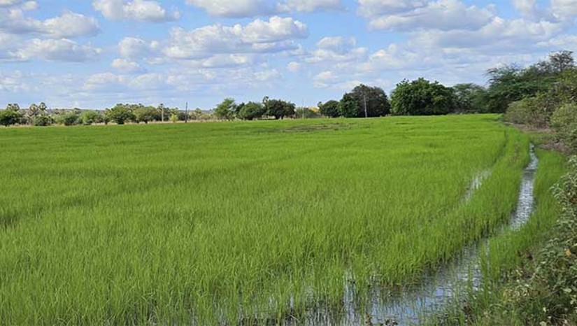 Imagem 1 - O Ministério da Integração e do Desenvolvimento Regional (MIDR) vai criar o Polo de Irrigação Sustentável do Oeste Potiguar, que vai beneficiar, direta e indiretamente, cerca de 480 mil pessoas de 12 municípios do Rio Grande do Norte: Mossoró, Areia Branca, Baraúna, Governador Dix Sept Rosado, Upanema, Apodi, Serra do Mel, Felipe Guerra, Grossos, Tibau e Caraúbas. O MIDR contribuirá com melhoria da assistência técnica para áreas de irrigação, aumento do potencial de águas superficial dos rios Apodi/Mossoró e Rio Angicos e capacitação em gestão de recursos hídricos, dentre outras ações. Imagem 1 - O Ministério da Integração e do Desenvolvimento Regional (MIDR) vai criar o Polo de Irrigação Sustentável do Oeste Potiguar, que vai beneficiar, direta e indiretamente, cerca de 480 mil pessoas de 12 municípios do Rio Grande do Norte: Mossoró, Areia Branca, Baraúna, Governador Dix Sept Rosado, Upanema, Apodi, Serra do Mel, Felipe Guerra, Grossos, Tibau e Caraúbas. O MIDR contribuirá com melhoria da assistência técnica para áreas de irrigação, aumento do potencial de águas superficial dos rios Apodi/Mossoró e Rio Angicos e capacitação em gestão de recursos hídricos, dentre outras ações.