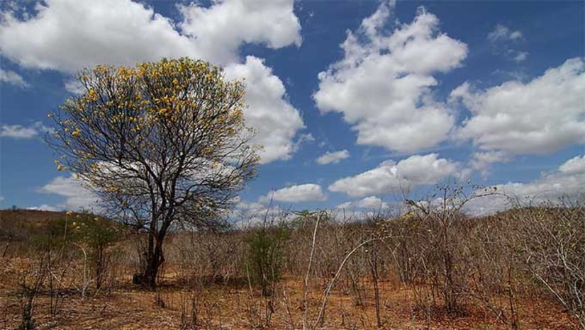 Imagem 1 - No Rio Grande do Norte estão em situação de emergência, Umarizal por estiagem e Upanema por seca. Em dezembro do ano passado, o Ministério do Desenvolvimento Regional já havia reconhecido a situação de emergência nas cidades de Extremoz, Lajes, Pau dos Ferros e São José de Mipibu. Com o reconhecimento federal, os municípios estão aptos a solicitar recursos do MIDR para ações de assistência humanitária, como compra de alimentos, água potável e combustível para os veículos que fazem o transporte dos mantimentos. Imagem 1 - No Rio Grande do Norte estão em situação de emergência, Umarizal por estiagem e Upanema por seca. Em dezembro do ano passado, o Ministério do Desenvolvimento Regional já havia reconhecido a situação de emergência nas cidades de Extremoz, Lajes, Pau dos Ferros e São José de Mipibu. Com o reconhecimento federal, os municípios estão aptos a solicitar recursos do MIDR para ações de assistência humanitária, como compra de alimentos, água potável e combustível para os veículos que fazem o transporte dos mantimentos.
