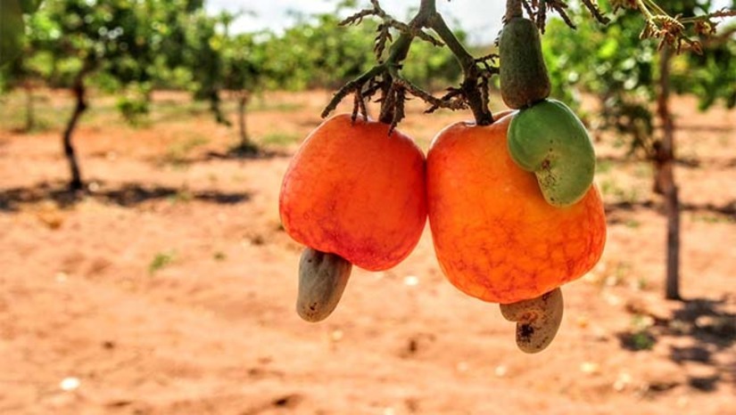 Imagem 1 - No ano passado, a parceria atendeu 125 produtores de 19 comunidades rurais. A assistência técnica promovida pela PMM e Sebrae leva conhecimento técnico e aumenta a produtividade rural do homem do campo. A medida objetiva a revitalização da cajucultura e está nas ações do programa “Mossoró Rural”. Imagem 1 - No ano passado, a parceria atendeu 125 produtores de 19 comunidades rurais. A assistência técnica promovida pela PMM e Sebrae leva conhecimento técnico e aumenta a produtividade rural do homem do campo. A medida objetiva a revitalização da cajucultura e está nas ações do programa “Mossoró Rural”.