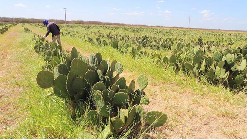 Imagem 1 -  A ação é realizada pela Empresa de Pesquisa Agropecuária (Emparn), órgão vinculado à Secretaria de Agricultura, Pecuária e Pesca do RN (SAPE), que há mais de 15 anos desenvolve pesquisas sobre o manejo estratégico da cactácea, coordenadas pelo pesquisador Guilherme Ferreira Costa Lima. Recebem a palma forrageira produtores rurais dos municípios de: Serra Negra do Norte, Acari, Cruzeta, Porto do Mangue, São Tomé, Caicó, Riachuelo, Currais Novos, Carnaúba dos Dantas, Messias Targino, Umarizal, Janduís, Campo Grande, Triunfo Potiguar, Jucurutu e São Rafael.