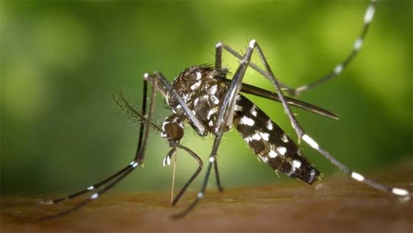 Imagem 1 - Os estados do Acre, Minas Gerais e Goiás, além do Distrito Federal já decretassem situação de emergência em saúde pública devido ao aumento no número de casos. No DF, o boletim epidemiológico mais recente aponta 29.492 casos prováveis de dengue nas primeiras quatro semanas do ano, além de seis mortes pela doença. A vacinação começa este mês, mas Ministério da Saúde alerta para necessidade de medidas contra os focos de proliferação do mosquito. Imagem 1 - Os estados do Acre, Minas Gerais e Goiás, além do Distrito Federal já decretassem situação de emergência em saúde pública devido ao aumento no número de casos. No DF, o boletim epidemiológico mais recente aponta 29.492 casos prováveis de dengue nas primeiras quatro semanas do ano, além de seis mortes pela doença. A vacinação começa este mês, mas Ministério da Saúde alerta para necessidade de medidas contra os focos de proliferação do mosquito.