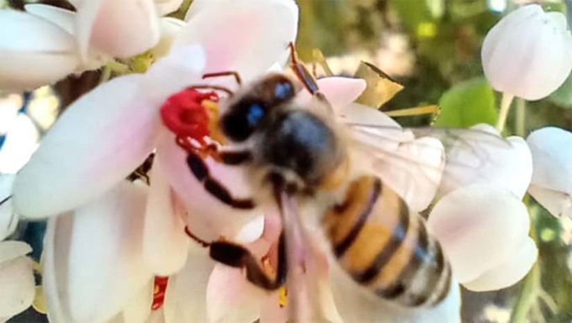 Imagem 1 -  Esta será a primeira consultoria do ano. Os apicultores de Jurema e da região receberão 300 mudas de espécie nativa para alta produtividade de mel. A ação está marcada para esta sexta-feira (8), a partir das 8h, e contemplará 17 apicultores. A atividade dará sequência a consultoria continuada em apicultura.  Após a distribuição desta espécie, o próximo passo dos apicultores é aproveitar o início da quadra chuvosa para fazer o plantio das mudas no campo.
