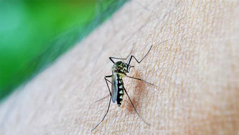 Imagem 1 -  Brasil já registrou 363 mortes por dengue em 2024; outros 763 óbitos estão em investigação. Os dados foram divulgados nesta segunda-feira (11), em Brasília, pelo Painel de Monitoramento das Arboviroses do Ministério da Saúde. Até a última sexta-feira (8), quando os dados foram atualizados, o país contabilizava 1.342.086 casos de dengue e um coeficiente de incidência da doença de 660,9 casos para cada grupo de 100 mil habitantes.