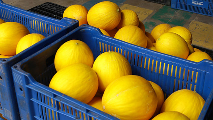 Imagem 1 - Os óleos combustíveis, melões, melancias, açúcar e sal foram os produtos com maiores valores exportados respectivamente. Os números integram levantamento do Centro Internacional de Negócios da Federação das Indústrias do Rio Grande do Norte (CIN-FIERN). A safra de embarques de melões, iniciada em agosto do ano passado, fechou até fevereiro com crescimento de 11,8% em valores exportados, o que totaliza 102,5 milhões de dólares e um crescimento de 8,5% no volume, atingindo 137 mil toneladas em relação à safra de 2022/23. Imagem 1 - Os óleos combustíveis, melões, melancias, açúcar e sal foram os produtos com maiores valores exportados respectivamente. Os números integram levantamento do Centro Internacional de Negócios da Federação das Indústrias do Rio Grande do Norte (CIN-FIERN). A safra de embarques de melões, iniciada em agosto do ano passado, fechou até fevereiro com crescimento de 11,8% em valores exportados, o que totaliza 102,5 milhões de dólares e um crescimento de 8,5% no volume, atingindo 137 mil toneladas em relação à safra de 2022/23.