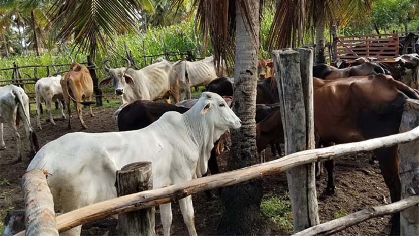 Imagem 1 - A Febre Aftosa é uma doença animal altamente contagiosa, causada por um vírus, que pode acometer criações inteiras e até seres humanos. O Rio Grande do Norte não registra casos da infecção há mais de 20 anos, sendo considerado um estado “livre da Febre Aftosa com vacinação”. Em reunião recente com o Ministério de Agricultura e Pecuária, ficou definido que a partir de 2025, a vacinação não será mais necessária no estado, desde que a campanha de 2024 cumpra a meta estabelecida de vacinar acima de 90% dos animais. Imagem 1 - A Febre Aftosa é uma doença animal altamente contagiosa, causada por um vírus, que pode acometer criações inteiras e até seres humanos. O Rio Grande do Norte não registra casos da infecção há mais de 20 anos, sendo considerado um estado “livre da Febre Aftosa com vacinação”. Em reunião recente com o Ministério de Agricultura e Pecuária, ficou definido que a partir de 2025, a vacinação não será mais necessária no estado, desde que a campanha de 2024 cumpra a meta estabelecida de vacinar acima de 90% dos animais.