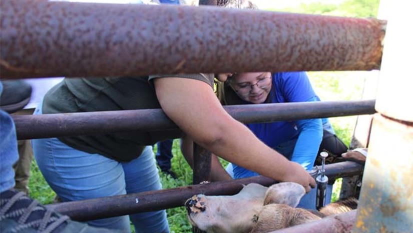 Imagem 1 - A equipe de vacinadores da Secretaria Municipal de Agricultura e Desenvolvimento Rural (Seadru) esteve neste domingo (28) na comunidade de Barro Branco, zona rural, realizando a imunização do rebanho. Nesta segunda-feira (29) a Seadru realizou a vacinação nas comunidade de: São Joaquim; P.A. Lorena; Lagoa do Bargado; Reforma dos Romãos; P.A. Santa Fé; Estreito do Jacu; Olho D'água Velho, Chafariz, P.A. Paulo Freire; Salva Vidas; Curral de Baixo; Sítio Santana (direita e esquerda). Amanhã terça-feira (30), será a vez do Rincão; Pintos; Ufersa; Santo Antônio; Ema; Cajazeiras I e II; Pau D’arco. Imagem 1 - A equipe de vacinadores da Secretaria Municipal de Agricultura e Desenvolvimento Rural (Seadru) esteve neste domingo (28) na comunidade de Barro Branco, zona rural, realizando a imunização do rebanho. Nesta segunda-feira (29) a Seadru realizou a vacinação nas comunidade de: São Joaquim; P.A. Lorena; Lagoa do Bargado; Reforma dos Romãos; P.A. Santa Fé; Estreito do Jacu; Olho D'água Velho, Chafariz, P.A. Paulo Freire; Salva Vidas; Curral de Baixo; Sítio Santana (direita e esquerda). Amanhã terça-feira (30), será a vez do Rincão; Pintos; Ufersa; Santo Antônio; Ema; Cajazeiras I e II; Pau D’arco.