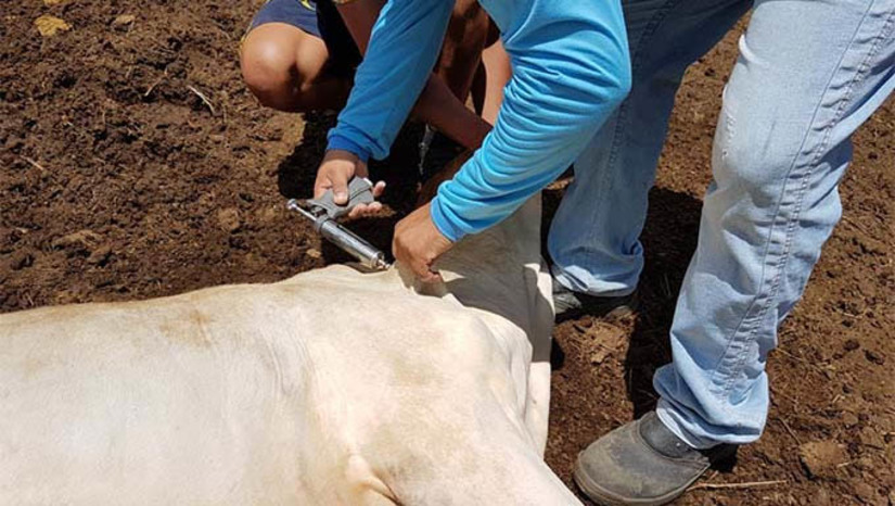 Imagem 1 -  Graças a este reconhecimento, o Rio Grande do Norte passa a compor a lista de estados brasileiros que, já a partir do próximo semestre, não dependerá mais de campanhas de vacinação contra a doença, uma vez que seu rebanho bovino e bubalino alcançou um número significativo de animais imunizados. Isso reforça o compromisso do Governo do RN em garantir a sanidade animal, protegendo a população e a economia do estado.