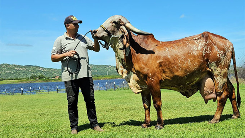 Imagem 1 - Garba FIV Affu é de raça nobre. É cria do touro Sansão com a vaca Bandeira, campeã três vezes em competições de nível mundial da raça Gir Leiteiro. Segue os passos da mãe, tendo vencido no início deste mês o torneio da raça Gir Leiteiro de Uberaba, Minas Gerais-MG. Pertence ao grupo Saia Rodada e recebe os cuidados de rainha de Otávio Perroni, na Fazenda Timbaúba, de propriedade do jovem empresário Givago Barreto Alves, de Caraúbas-RN. No torneio, Garba produziu mais de 215 litros de leite em apenas 3 dias. Imagem 1 - Garba FIV Affu é de raça nobre. É cria do touro Sansão com a vaca Bandeira, campeã três vezes em competições de nível mundial da raça Gir Leiteiro. Segue os passos da mãe, tendo vencido no início deste mês o torneio da raça Gir Leiteiro de Uberaba, Minas Gerais-MG. Pertence ao grupo Saia Rodada e recebe os cuidados de rainha de Otávio Perroni, na Fazenda Timbaúba, de propriedade do jovem empresário Givago Barreto Alves, de Caraúbas-RN. No torneio, Garba produziu mais de 215 litros de leite em apenas 3 dias.