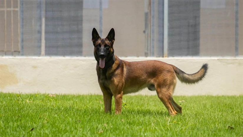 Imagem 1 -  Cão Dragon, da PCRN, morre após ser atacado por enxame de abelhas. O acidente aconteceu no final de semana, no canil da polícia civil, localizado no município de Natal. O cão, da raça pastor-belga-malinois, foi socorrido rapidamente pela equipe do canil, mas, nesta segunda-feira (27), acabou não resistindo. Dragontinha dois anos e três meses e mais de um ano de serviço, tendo participado de diversas operações policiais.“Ele era um companheiro incansável, sempre pronto para oferecer um afago. Sua alegria contagiante e lealdade inabalável conquistaram o coração de todos nós. Sentiremos saudades de seu latido forte, de seu olhar atento e de sua presença reconfortante”, disse a equipe da PCRN por meio de nota.