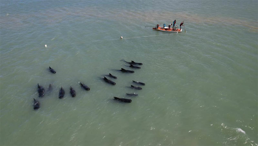 Imagem 1 - 5 baleias que encalharam no litoral potiguar morreram; pesquisadores estão monitorando as demais. Os animais foram encontrados na manhã da última sexta-feira (31), no município de Rio do Fogo/RN. O encalhe de 21 baleias-piloto (Globicephala macrorhynchus) mobilizou equipes do Projeto Cetáceos da Costa Branca (PCCB-UERN), do Centro de Estudos e Monitoramento Ambiental (CEMAM), do IDEMA e IBAMA. Desde o primeiro dia de operação, os pesquisadores permanecem no local do encalhe com o objetivo de reintroduzir os animais, monitorar a área, coletar dados e analisar o comportamento do grupo. Até esta segunda (3), cinco baleias haviam morrido. Imagem 1 - 5 baleias que encalharam no litoral potiguar morreram; pesquisadores estão monitorando as demais. Os animais foram encontrados na manhã da última sexta-feira (31), no município de Rio do Fogo/RN. O encalhe de 21 baleias-piloto (Globicephala macrorhynchus) mobilizou equipes do Projeto Cetáceos da Costa Branca (PCCB-UERN), do Centro de Estudos e Monitoramento Ambiental (CEMAM), do IDEMA e IBAMA. Desde o primeiro dia de operação, os pesquisadores permanecem no local do encalhe com o objetivo de reintroduzir os animais, monitorar a área, coletar dados e analisar o comportamento do grupo. Até esta segunda (3), cinco baleias haviam morrido.