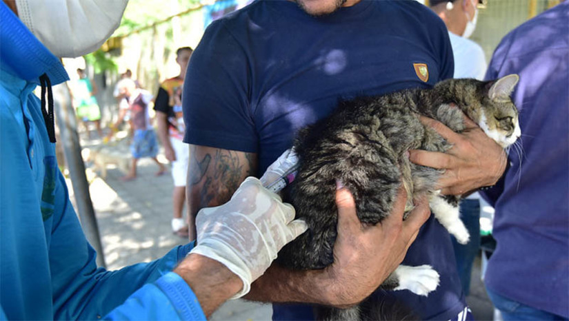 Imagem 1 - Vacinação antirrábica continua em Mossoró; confira os locais nesta semana. A imunização de cães e gatos acontecerá em locais extras nesta sexta-feira (26) e domingo (28). Os tutores devem ficar atentos à imunização, visto que a doença é perigosa não apenas para os animais, mas também possui alta taxa de letalidade em humanos. Imagem 1 - Vacinação antirrábica continua em Mossoró; confira os locais nesta semana. A imunização de cães e gatos acontecerá em locais extras nesta sexta-feira (26) e domingo (28). Os tutores devem ficar atentos à imunização, visto que a doença é perigosa não apenas para os animais, mas também possui alta taxa de letalidade em humanos.