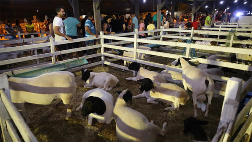 Imagem 1 -  Festa do Bode 2024 movimentou R$ 13 milhões em negócios, afirma secretário. Nesta quinta-feira (15) o secretário de Agricultura de Mossoró, Faviano Moreira, divulgou os números da Festa do Bode, maior caprifeira do Rio Grande do Norte, que aconteceu no município, no último final de semana. O evento contou com shows musicais, feiras, torneios leiteiros, exposições, entre outros atrativos. Ao todo, cerca de 100.000 visitantes passaram pelo Parque de Exposições Armando Buá durante os 4 dias de festa.