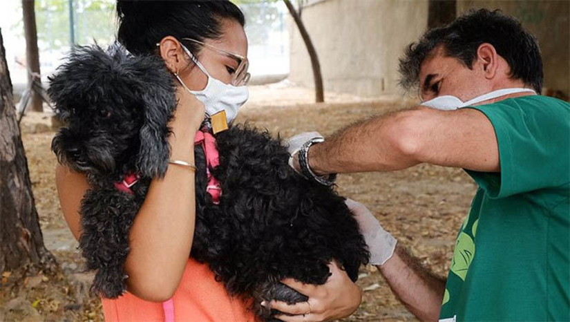 Imagem 1 -  Dia D de vacinação antirrábica acontecerá neste sábado (31), em Mossoró. A oferta dos imunizantes aos animais acontecerá em pontos estratégicos, em todas as regiões da cidade, das 8h às 17h. Ao todo, a Prefeitura Municipal de Mossoró colocará em funcionamento 24 pontos de imunização para cães e gatos, uma oportunidade extra para os tutores que ainda não levaram seus animais para serem imunizados contra a doença, que pode ser letal em humanos; confira os locais.