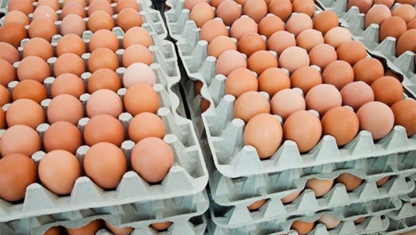 Imagem 1 - De acordo com os dados da Pesquisa da Pecuária Municipal (PPM), que coleta dados sobre os rebanhos e produtos pecuários nos municípios brasileiros, de 2019 a 2023, a produção animal e aquicultura do estado do Rio Grande do Norte cresceu em ambas as categorias. Entre as itens pesquisados, Mossoró se destaca entre os dez municípios com maior produção de ovos de galinha no estado potiguar. O município de Mossoró figurou na primeira posição, com uma produção de 13,7 milhões de dúzias, o que gerou um valor de R$ 82,5 milhões. Imagem 1 - De acordo com os dados da Pesquisa da Pecuária Municipal (PPM), que coleta dados sobre os rebanhos e produtos pecuários nos municípios brasileiros, de 2019 a 2023, a produção animal e aquicultura do estado do Rio Grande do Norte cresceu em ambas as categorias. Entre as itens pesquisados, Mossoró se destaca entre os dez municípios com maior produção de ovos de galinha no estado potiguar. O município de Mossoró figurou na primeira posição, com uma produção de 13,7 milhões de dúzias, o que gerou um valor de R$ 82,5 milhões.