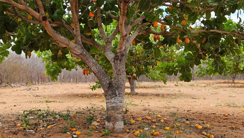   Embrapa vai lançar aplicativo para orientar produtores durante evento sobre cajucultura em Mossoró. O Caju Conecta, um seminário técnico que reunirá em Mossoró produtores dos estados do Ceará, Piauí, Rio Grande do Norte, Roraima, Pernambuco, Paraíba e Bahia, será realizado na próxima quarta-feira (30), a partir das 20h, na Ufersa. Na oportunidade, também será lançado o Hub Caju, uma plataforma virtual que oferece informações qualificadas, facilitando o acesso a conhecimentos e orientações técnicas sobre o cultivo e a produção de caju, em todas as suas etapas. O evento é aberto ao público.