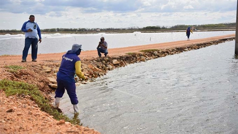   Um grupo de trabalho, que conta com órgãos como Emparn, Igarn, Semarh, Idema, Emater, Sebrae e Senar, é responsável pelo arcabouço teórico que resultou em um Projeto de Lei, apresentado pelo Governo do RN, e que visa instituir oficialmente uma política de interiorização da carcinicultura no estado. Prestes a ser enviado à Assembleia Legislativa, o Projeto de Lei Complementar que institui o Programa de Interiorização da Carcinicultura visa promover uma série de incentivos à produção de camarão em áreas além das regiões litorâneas.