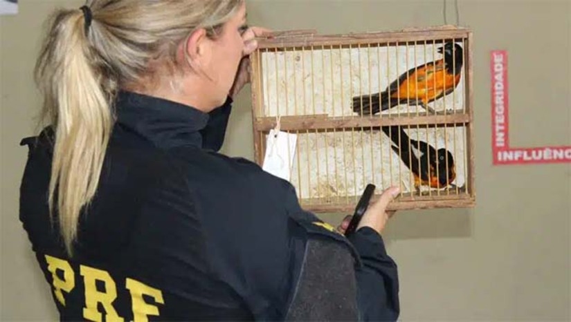 Imagem 1 - A ação resultou na detenção de seis pessoas e no resgate de 95 aves silvestres, incluindo espécies ameaçadas de extinção. Entre as aves recuperadas estavam azulões, galos-de-campina, cambacicas e espécies em risco, como o verdelinho e o tuim. As aves em boas condições de saúde foram devolvidas ao seu habitat natural, enquanto as debilitadas foram encaminhadas ao Centro de Triagem de Animais Silvestres (CETAS) da Paraíba para tratamento especializado. O comércio ilegal de animais silvestres representa uma ameaça à biodiversidade e pode acarretar multas significativas. Imagem 1 - A ação resultou na detenção de seis pessoas e no resgate de 95 aves silvestres, incluindo espécies ameaçadas de extinção. Entre as aves recuperadas estavam azulões, galos-de-campina, cambacicas e espécies em risco, como o verdelinho e o tuim. As aves em boas condições de saúde foram devolvidas ao seu habitat natural, enquanto as debilitadas foram encaminhadas ao Centro de Triagem de Animais Silvestres (CETAS) da Paraíba para tratamento especializado. O comércio ilegal de animais silvestres representa uma ameaça à biodiversidade e pode acarretar multas significativas.