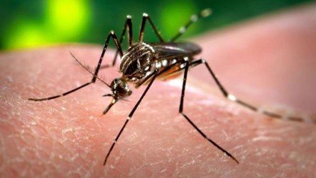   Plantas da Caatinga podem ajudar a combater Aedes aegypti