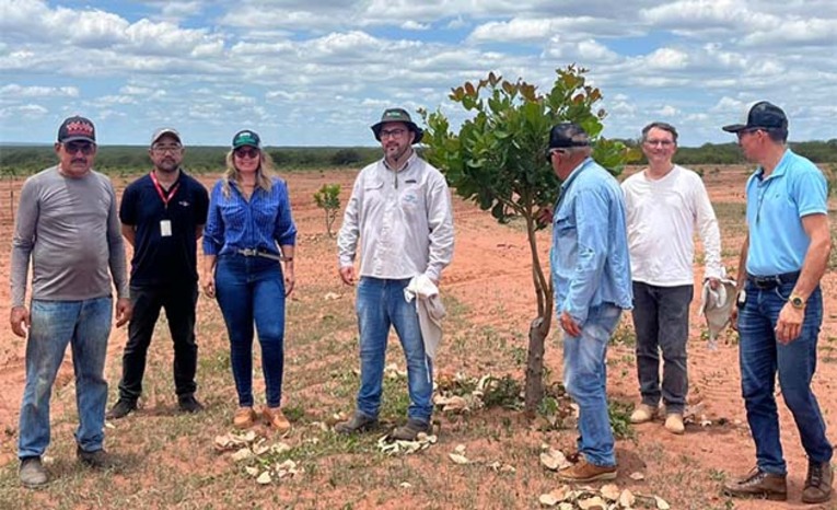 Imagem 1 -  A iniciativa visa a introdução de tecnologias e práticas agrícolas que aumentem a produtividade de forma sustentável. O trabalho de campo já passou pelas vilas Minas Gerais, Pará e Rio Grande do Sul, com foco na avaliação de clones mais produtivos. Nesta quinta-feira, 27, o trabalho continua na Vila Mato Grosso. A ação reforça o compromisso da gestão em revitalizar a cajucultura e promover o crescimento dos agricultores locais.