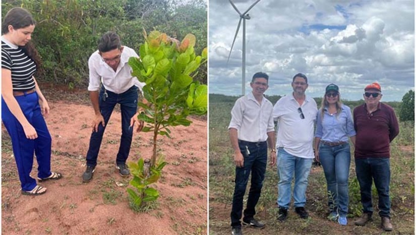 Imagem 1 -  A cidade de Serra do Mel que tem  14 mil habitantes e está há 40km de Mossoró,  foi projetada e instituída na década de 80 para produzir castanha e caju. Na época foram plantados 2,4 milhões de cajueiros em 22 vilas rurais. Devido às secas e pragas que atingiram a região, os cajueiros precisaram ser substituídos por outras variedades mais resistente como o 226 (castanha) e 76 (Caju de mesa).  Cerca de 50% da copa do cajueiro da serra já foi renovada. o trabalho da revitalização da cajucultura teve início nas gestões do ex-prefeito Josivan Bibiano e vem sendo continuado pela atual gestão do prefeito Kênio Azevedo, com o apoio de parcerias importantes como o Sebrae.