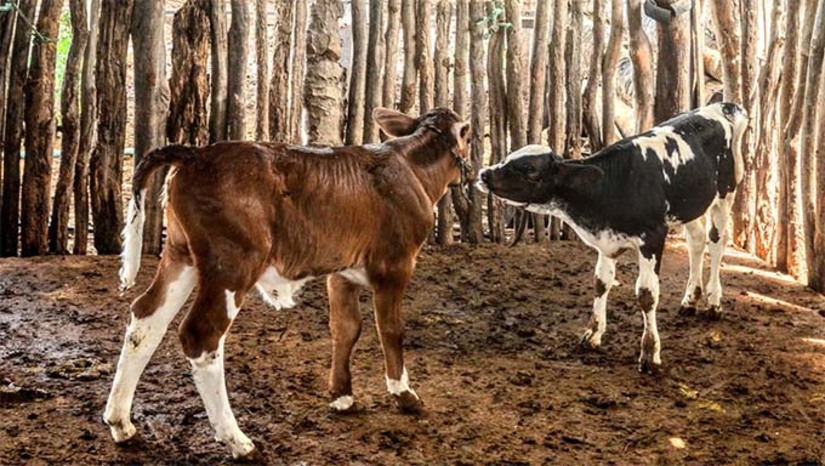 Imagem 1 -  Os dois primeiros bezerros nasceram na propriedade do agricultor Raimundo Rodrigues, na comunidade de Barrinha dos Neo, na zona rural do município. O primeiro filhote nasceu no dia 14 de fevereiro e o segundo em 4 de março, durante o Carnaval. Um terceiro filhote é esperado para os próximos meses na propriedade. Os produtores beneficiados recebem assistência técnica e consultoria. Desde o inicio do projeto, em março de 2024, já foram realizados 80 procedimentos. O projeto tem por objetivo melhorar o potencial genético dos animais e aumentar a produção leiteira.
