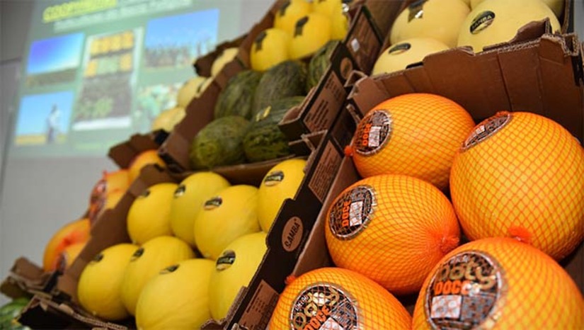 Imagem 1 -  A expectativa do setor é de que, nesse período, a abertura comercial com chineses permita o envio ao país de até 34 mil contêiners da fruta ao ano. Se considerados os 17 mil contêiners /ano já exportados à Europa, maior comprador do melão potiguar, o volume exportado poderá triplicar, saltando, portanto, de 17 mil/ano para 51 mil/ano contêiners de melão enviados ao mercado exterior.
