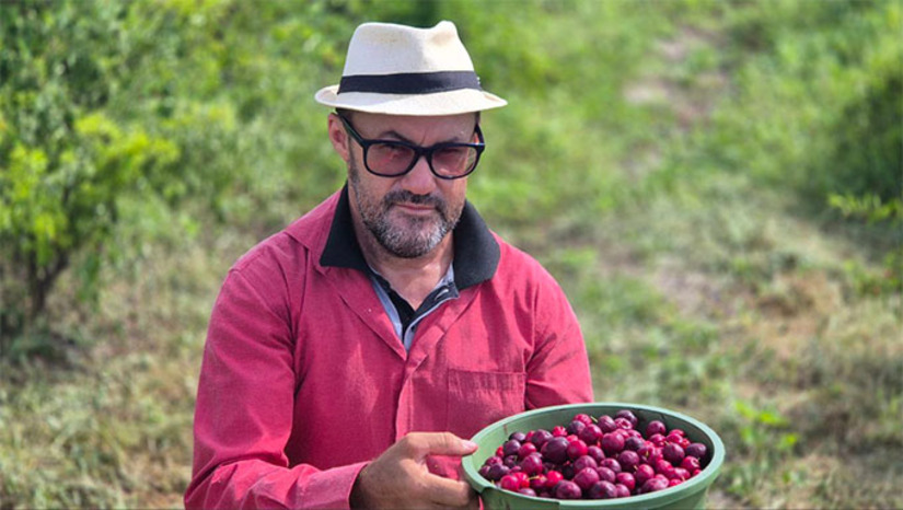 Imagem 1 -  Auriberg Leite de Souza, conhecido por Berg da Acerola, de 49 anos, tem 3,5 hectares de acerola plantados e produzindo – Fazenda Acerolândia. Estimativa de safra para este mês de abril é de 6 toneladas, porém está fazendo um grande esforço com apoio de familiares para aproveitar pelo menos metade disto. A falta de mão de obra também o impede de aumentar área de plantio ou expandir com outros cultivos.