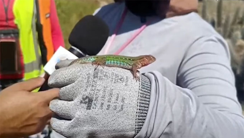 Imagem 1 -  O trabalho é realizado por Bombeiros, Policia Ambiental, Biólogos e voluntários desde o início do ano, devendo se estender por mais três meses. Eles instalam armadilhas no início da manhã e visitam duas vezes ao dia, capturando répteis, roedores e até anfíbios. Os policiais também travam batalha para evitar caça predatória nas ilhotas, formadas na proporção que o nível da barragem vai subindo. Eles explicam que cada animal tem sua função essencial na natureza. A Barragem, que tem capacidade para armazenar 742 milhões de metros cúbicos de água, está tomando um centímetro de água por dia e deve formar mais de mil ilhotas.