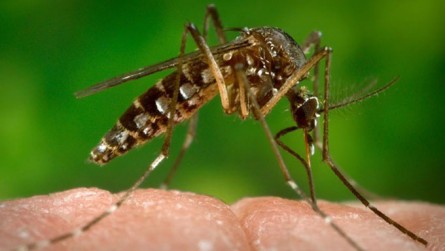   Cientistas confirmam que Zika consegue atravessar placenta de grávidas