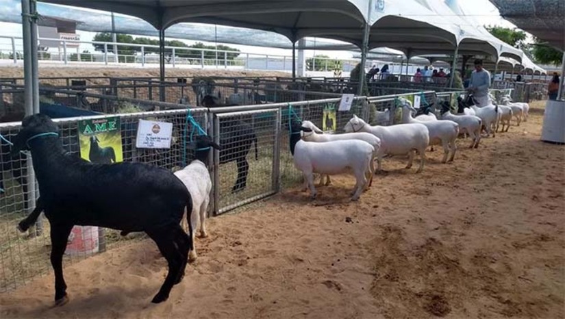 Imagem 1 -  A expectativa do prefeito Givago é de crescimentos do evento, "Estamos trabalhando muito para ter a maior Expoeste de todos os tempos, inclusive com novidades que não aconteceram em edições anteriores , e que em breve serão divulgadas", destacou o prefeito Givago.  A Programação oficial foi divulgada pela prefeitura de Caraúbas  e contará com  Concurso Leiteiro, Concurso Culinário, reforçando a valorização da cultura gastronômica local e shows com  atrações  como a banda Cavaleiros do Forró, Júnior Viana e atrações locais.