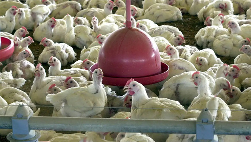 Imagem 1 - Apesar do foco regionalizado, as restrições da China e do bloco europeu abrangem todo o território nacional, por conta das exigências nos acordos comerciais de ambos com o Brasil. A China é o maior comprador da carne de frango brasileira, com embarques de 562,2 mil toneladas em 2024, cerca de 10,8% do total. Já a União Europeia é o sétimo principal destino das exportações nacionais, com mais de 231,8 mil toneladas comercializadas no ano passado, que representou 4,49% do total. Os dados são da Associação Brasileira de Proteína Animal (ABPA). Imagem 1 - Apesar do foco regionalizado, as restrições da China e do bloco europeu abrangem todo o território nacional, por conta das exigências nos acordos comerciais de ambos com o Brasil. A China é o maior comprador da carne de frango brasileira, com embarques de 562,2 mil toneladas em 2024, cerca de 10,8% do total. Já a União Europeia é o sétimo principal destino das exportações nacionais, com mais de 231,8 mil toneladas comercializadas no ano passado, que representou 4,49% do total. Os dados são da Associação Brasileira de Proteína Animal (ABPA).