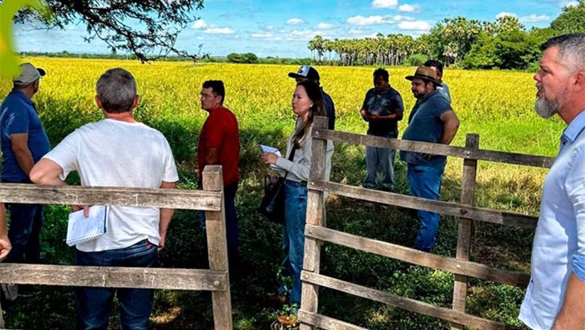 Imagem 1 -  O Governo de Felipe Guerra, por meio da Secretaria de Desenvolvimento Econômico, Turismo e Eventos, participou de visitas técnicas a produtores de arroz em Felipe Guerra, Apodi e Caraúbas. A comitiva local, junto com representantes da Conab e do IFRN, realizou um diagnóstico da cadeia produtiva do arroz na região. A iniciativa visa subsidiar políticas públicas e estratégias para fortalecer a agricultura familiar, fomentar a economia e valorizar os produtores rurais do município.