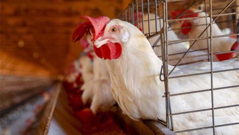 Imagem 1 -  O ministro da Agricultura, Carlos Fávaro, afirmou nesta segunda-feira (19) que o Brasil poderá retomar o status de país livre de gripe aviária se nenhum novo caso for registrado em 28 dias. Segundo ele, com o bloqueio e rastreamento da granja afetada e a inutilização da produção, o risco de novos casos diminui consideravelmente. Após o período, o país poderá comunicar oficialmente a retomada do status sanitário.