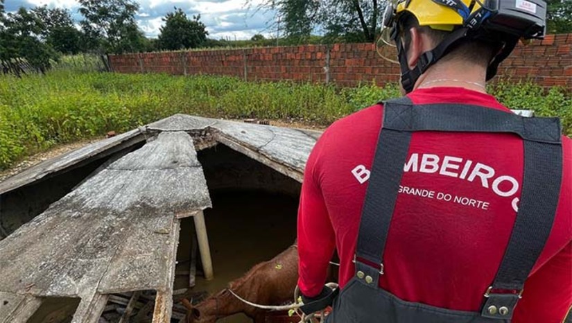 Imagem 1 -  O Corpo de Bombeiros resgatou, nesta segunda-feira (19), duas éguas que caíram em uma cisterna de 2,5 metros de profundidade no Sítio Pedra Branca, zona rural de Mossoró. Os animais foram retirados com vida e sem ferimentos aparentes. Essa foi a terceira ocorrência semelhante em três dias, reforçando o alerta para cuidados em áreas rurais. Os bombeiros orientam a isolar e sinalizar cisternas e poços, além de realizar vistorias periódicas. Em emergências, o contato é pelo 193.