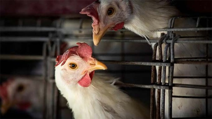 Imagem 1 -  O Instituto de Defesa e Inspeção Agropecuária do Rio Grande do Norte (Idiarn) intensificou as fiscalizações em granjas, propriedades rurais e no transporte de aves e produtos avícolas após a confirmação de dois casos de gripe aviária no Rio Grande do Sul. Até esta terça-feira (20), não há casos confirmados ou suspeitos no RN. As ações preventivas incluem reforço na vigilância, orientação a produtores e capacitação de equipes técnicas. O órgão destacou que a gripe aviária não é transmitida pelo consumo de carne ou ovos devidamente cozidos e inspecionados. Casos suspeitos devem ser notificados ao Idiarn ou pelo e-Sisbravet.