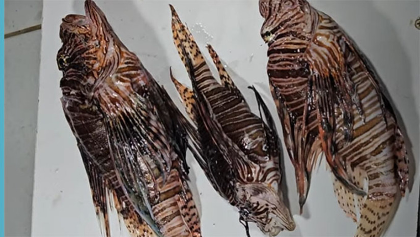 Imagem 1 -  Espécie nativa dos oceânicos Índico e Pacífico não tem predador natural, o peixe-leão é um caçador voraz e se reproduz numa velocidade assustadora. Para os pesquisadores das universidades federais do Ceará, Rio Grande do Norte, Pernambuco e Alagoas, o peixe-leão pode reduzir em até 80% da população de espécies nativas nos corais da costa Brasileira, na hipótese de não haver uma medida enérgica de controle, prejudicando a pesca e o turismo. O IBAMA informa que vai treinar pescadores e mergulhadores para captura de peixes desta espécie, que se caracteriza pela "juba" forma com 18 espinhos venenosos.