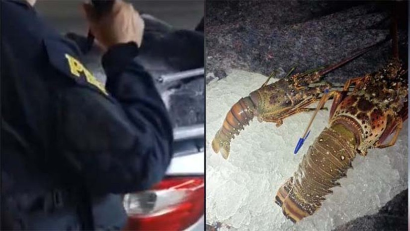 Imagem 1 - A carga, avaliada em R$ 40 mil, era transportada de Rio do Fogo/RN para Icapuí/CE. A Secretaria Estadual de Fazenda (SEFAZ/RN) foi acionada, aplicando R$ 14 mil em tributos e multas. A mercadoria e o veículo permaneceram retidos até a regularização. A ação reforça o combate à sonegação fiscal e ao transporte irregular de produtos de alto valor e controle ambiental. Imagem 1 - A carga, avaliada em R$ 40 mil, era transportada de Rio do Fogo/RN para Icapuí/CE. A Secretaria Estadual de Fazenda (SEFAZ/RN) foi acionada, aplicando R$ 14 mil em tributos e multas. A mercadoria e o veículo permaneceram retidos até a regularização. A ação reforça o combate à sonegação fiscal e ao transporte irregular de produtos de alto valor e controle ambiental.