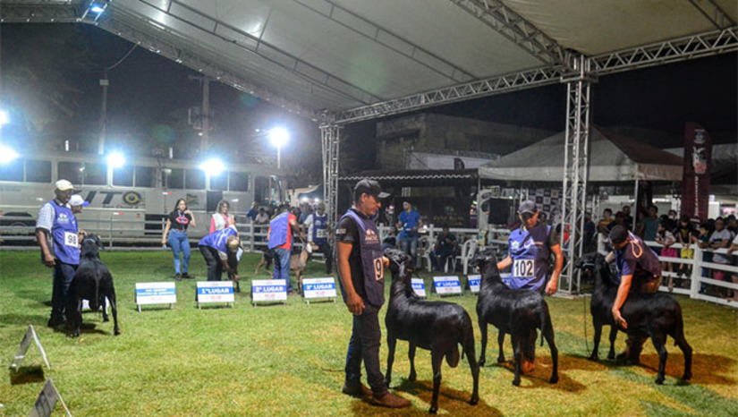 Imagem 1 -  A festa é promovida pela Prefeitura de Mossoró, através da Secretaria de Agricultura do município, e faz parte do Calendário Estadual de Exposições Agropecuárias. O espaço para o julgamento dos animais das diversas raças de ovinos, caprinos e bovinos está maior para este ano. A Festa do Bode, que ocorrerá de 7 a 10 de agosto, no Parque de Exposições Armando Buá.
