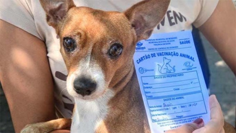 Imagem 1 -  A ação começa pela zona rural, com as comunidades do polo Maísa, e seguirá até setembro. Em agosto, a vacinação será ampliada para a zona urbana. Cães e gatos a partir de três meses devem ser vacinados, inclusive os que já foram imunizados no ano anterior. Animais prenhes, doentes ou bravios devem ter atenção especial dos tutores durante a campanha.