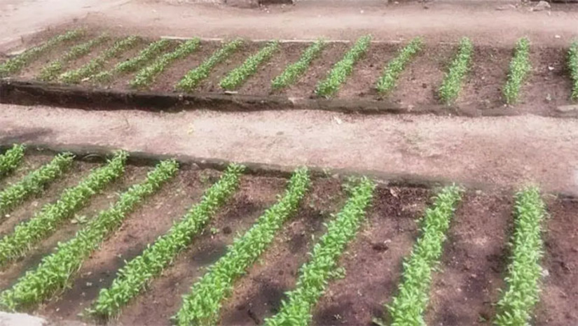 Imagem 1 -  A ação Cesta Solidária consiste na produção de hortaliças para doação a instituições filantrópicas de Mossoró. Alface, pimentão, coentro e cebolinha estão entre as hortaliças cultivadas, com participação de estudantes bolsistas dos cursos de Ciências Agrárias. O Instituto Amantino Câmara, o Lar da Criança Pobre de Mossoró, a Casa de Apoio à Criança com Câncer e as residências universitárias da Ufersa irão receber as cestas. A iniciativa também prevê a oferta de um curso de hortas orgânicas e abre espaço para voluntários e doações de sementes.